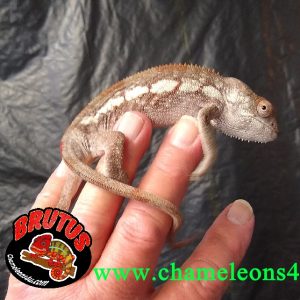 Female Ambilobe Panther Chameleon (6/7 Months)