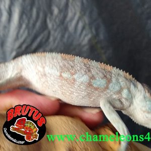 Female Ambilobe Panther Chameleon (6/7 Months)